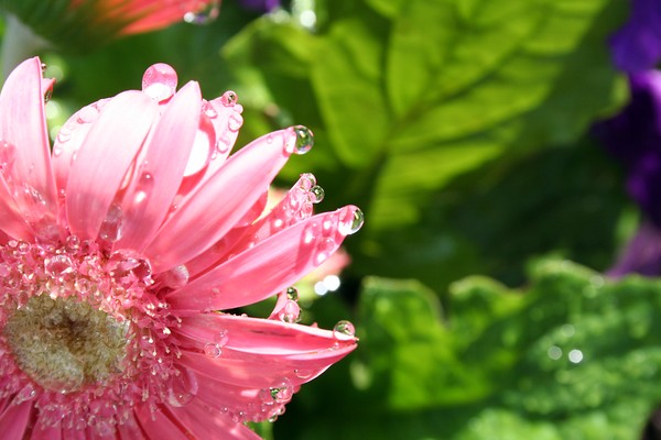 Fresh-n-pink