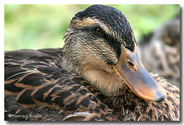Mallard