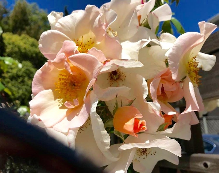 Bloom on Ashby Avenue