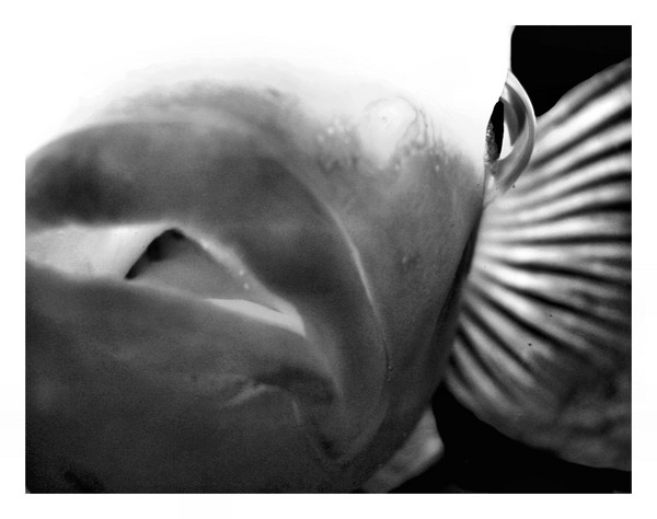 fish kiss