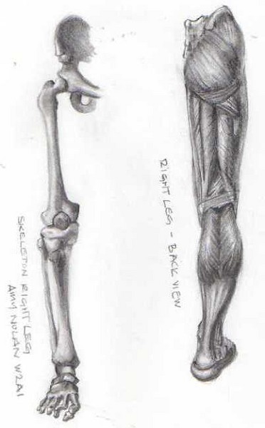 Anatomy V
