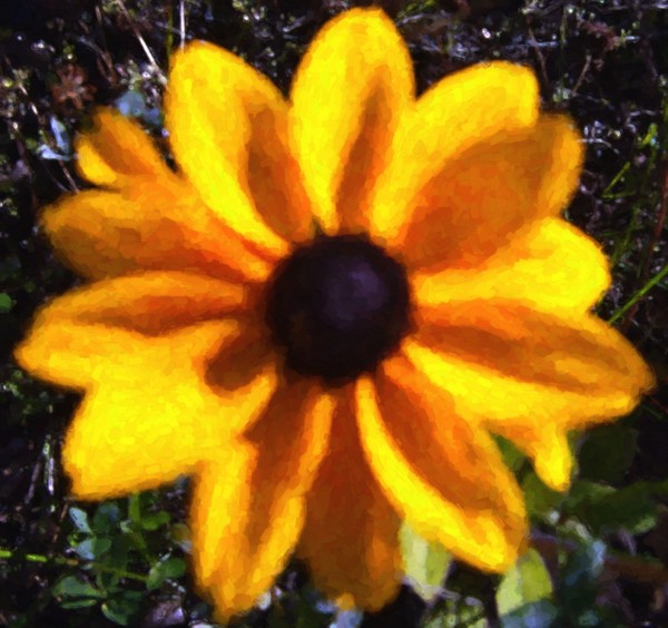 Big Yellow Flower 1
