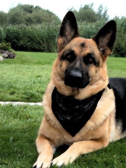 The look of a germany shepperd