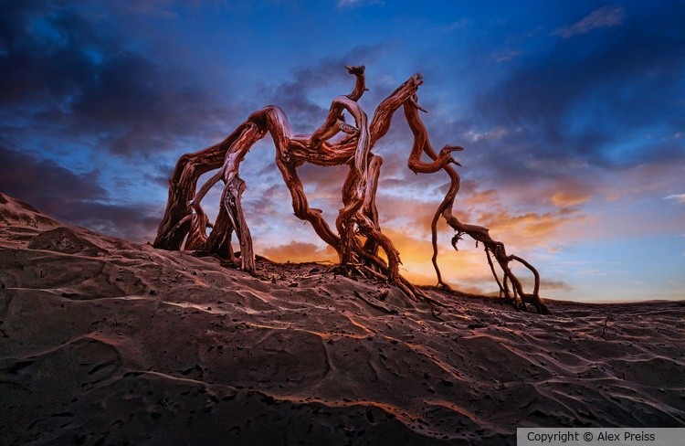 Death Valley creature