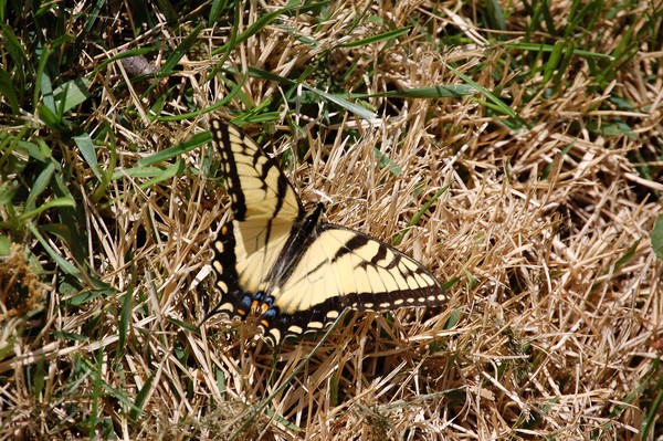 A Yellow Butterfly