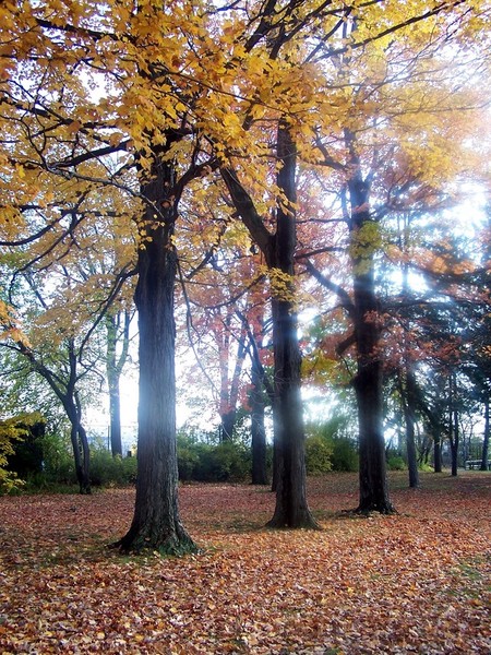 The Fall