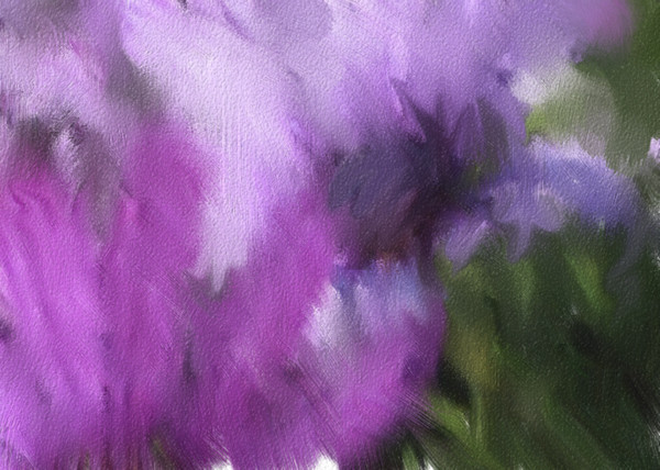 Purple Flowers