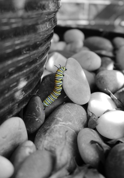 Monarch Catepillar