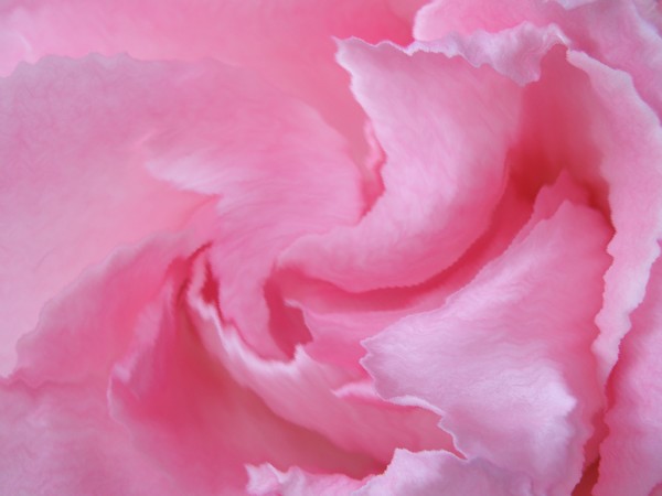 Swirls of Pink
