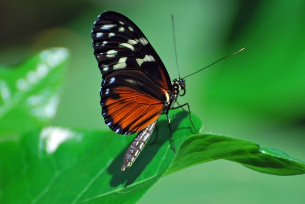 Princess Butterfly