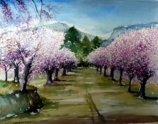 Almond trees blossom (Jalon-Spain)