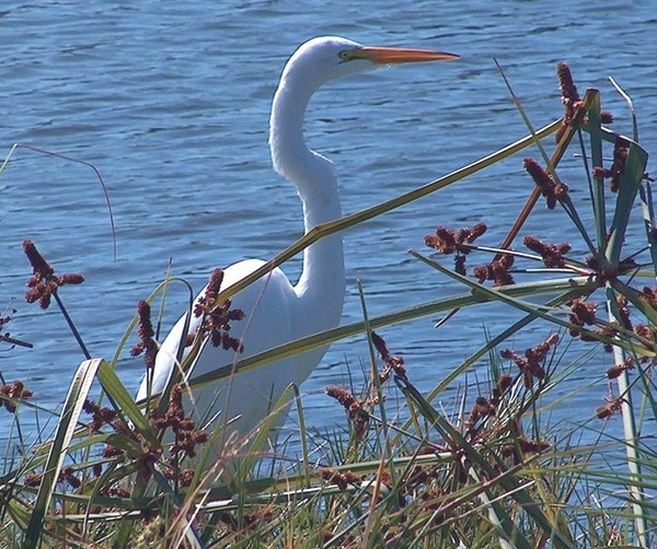 Egret in the weeds