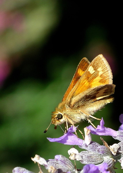 Skipper on lavender