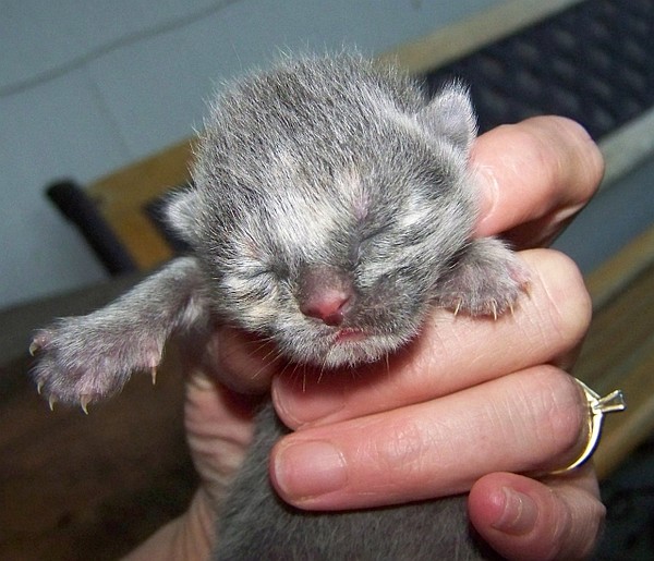 newborn kitten
