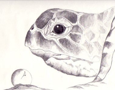 Mother Turtle