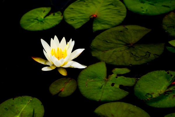 Lily