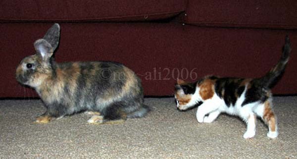 Face the Kitten and Isis the Rabbit