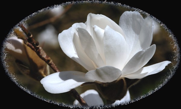 Magnolia