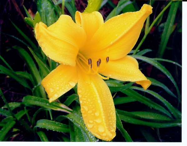 Morning Lily