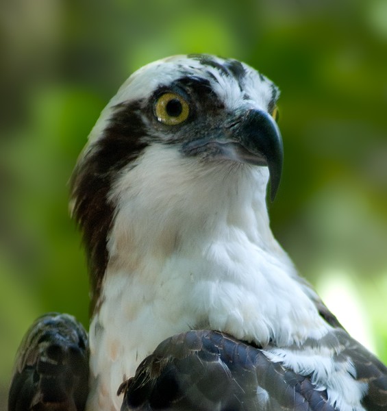 Osprey portrait