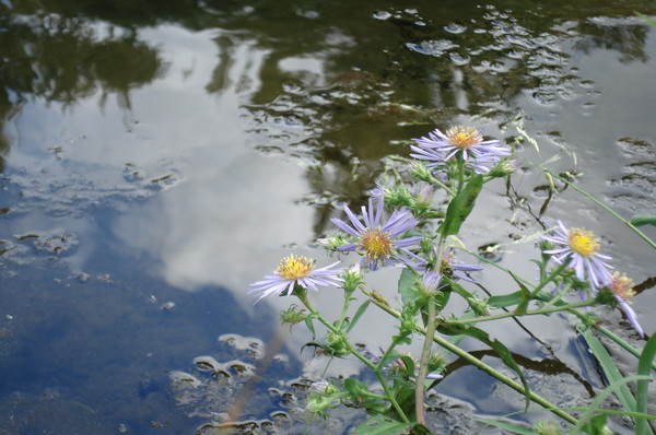 Reflections
