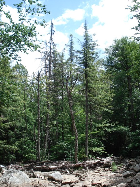 Fork in the Stream