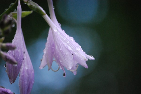 Midsummer Shower