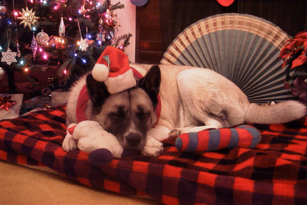 Waiting For Santa Paws