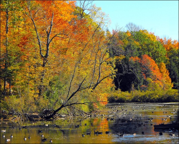 Autumn At Lyons Mills