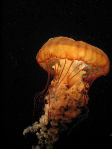 Jellyfish