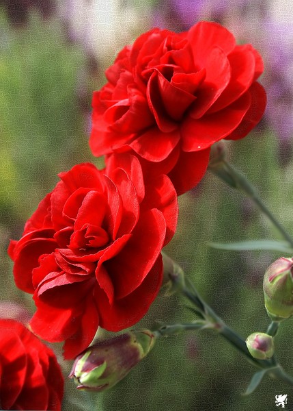 RED CARNATIONS
