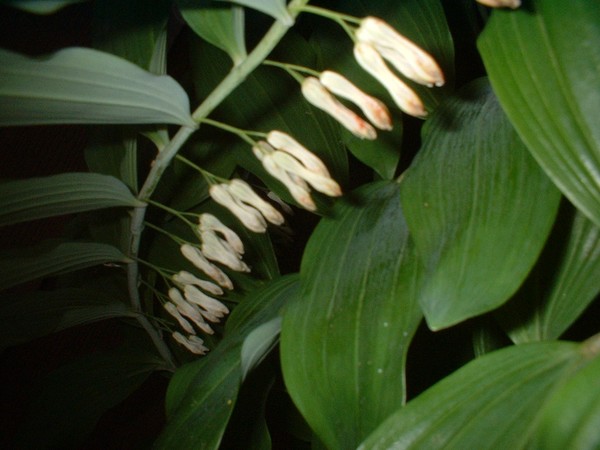 multipling