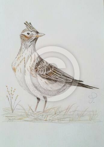 Skylark (Alauda arvensis L.)
