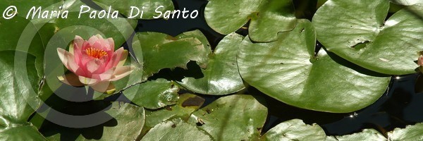 Waterlily