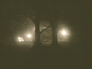  light between the trees
