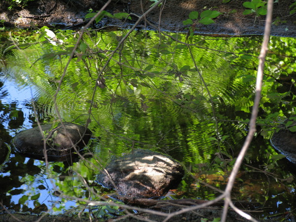 River Puddle