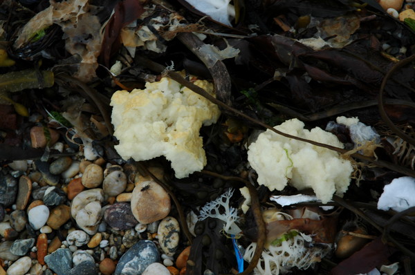 seating foam and seaweed
