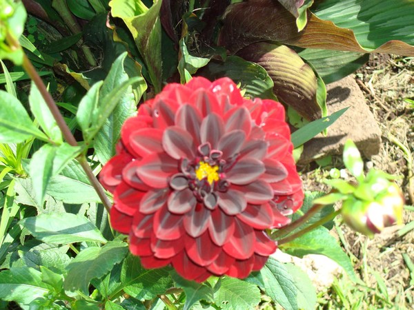 Black Dalhia