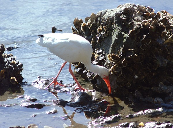 Ibis in the oyster bed