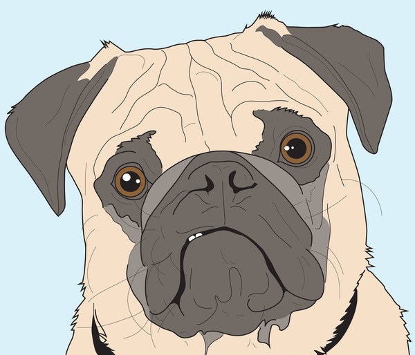 Pug