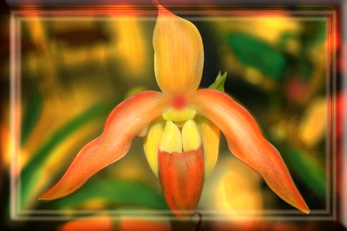 Slim Leaved Orchid with Lysergic Background