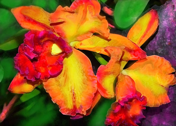 CITRUS ORCHIDS WITH LAVENDER EDGES