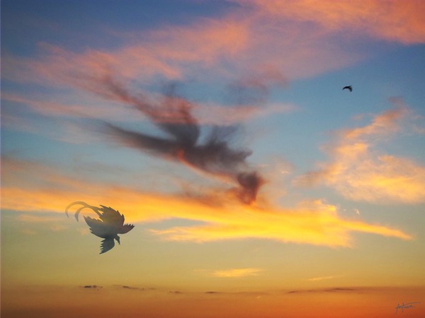 FLY PHOENIX FLY