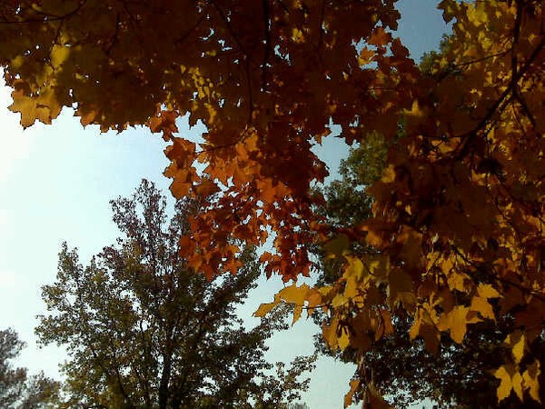 Dappled.