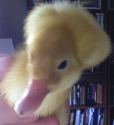   just born yestoday  duck name is Bin  Ladin's 