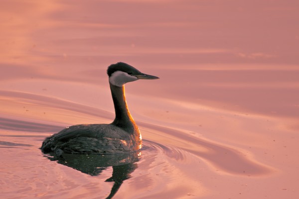 Red Throated Grebe