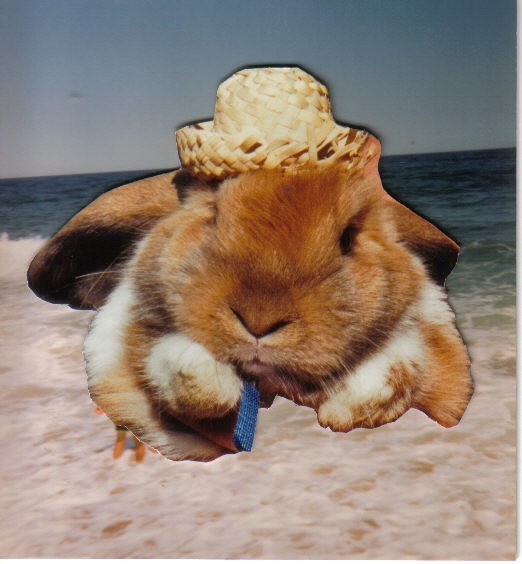 BEACH BUNNY
