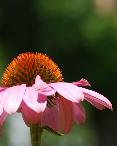 Macro Floral