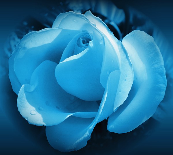 blue rose