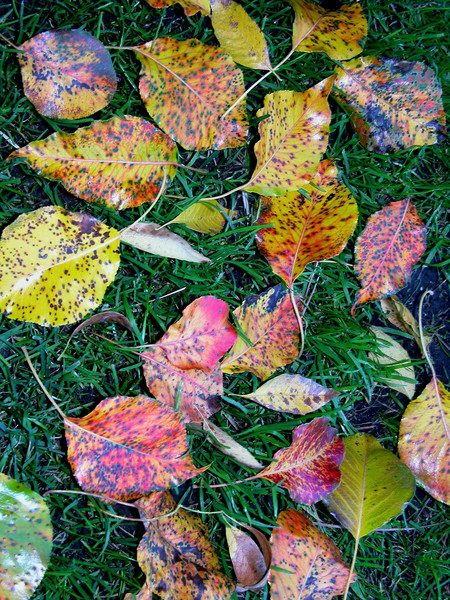 Leafy Rainbow